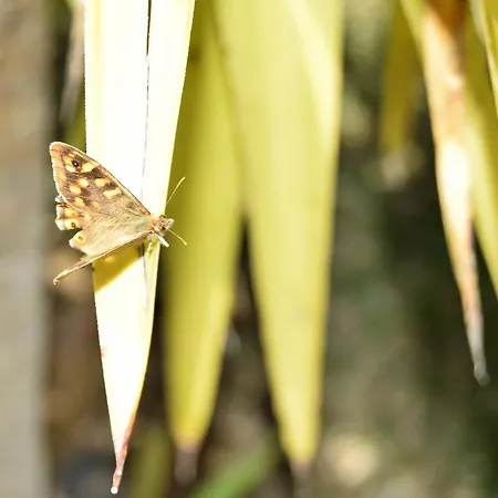 Buda House By Ethnic Ocean 别墅